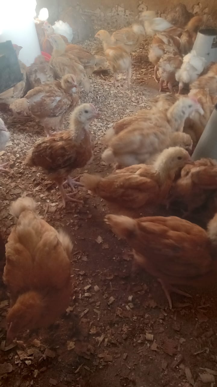 Livestock