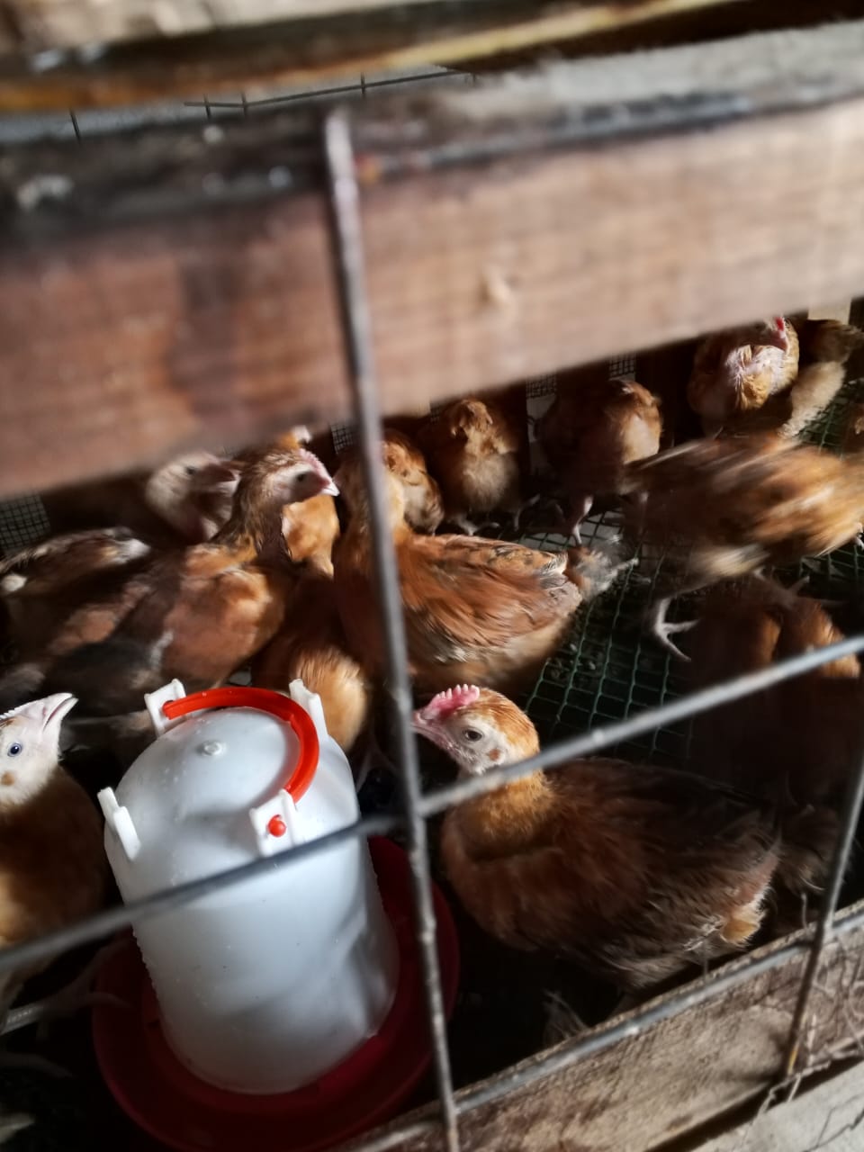Poultry Farming