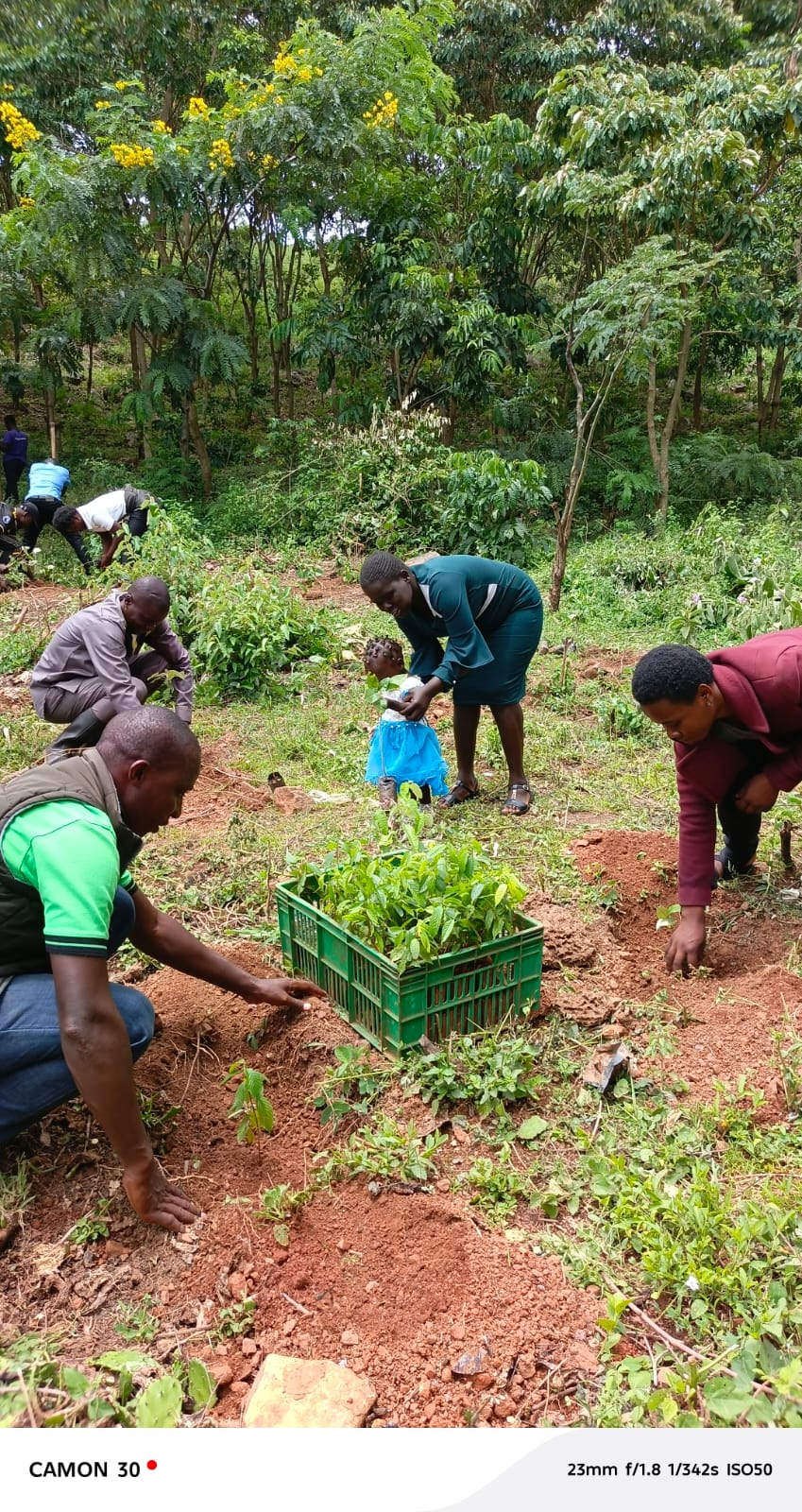 Tree Planting